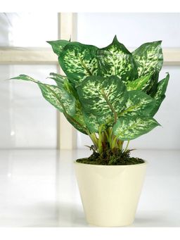 Fourwalls - Artificial Dieffenbachia Plant In A Ceramic Pot For Home Decor 26 Cm Tall
