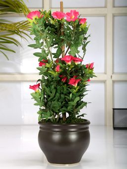 Fourwalls - Artificial Morning Glory Bonsai Plant In A Ceramic Vase 50 Cm Tall